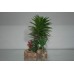 Vivarium Desert Plant With Rock Base 9 x 7 x 14 cms