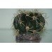 Cactus & Spines With Rock Base 9.5 x 9.5 x 7 cms