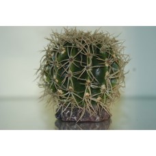 Large Desert Cactus & Spines With Rock Base 10 x 10 x 8 cms