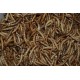 FMR Dried Premium Mealworms