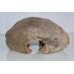 100% Natural Large Coconut Hide Dry Secure Approx Size 22 x 16 x 9 cms 2