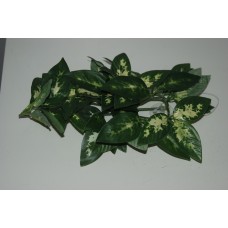 Small Borneo Silk Hanging Vine Plant 13 cms