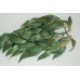 Exo Terra Small Ruscus Silk Plant approx 28 cms