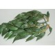 Silk Ruscus Plants