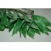Small Persian Lily Silk Vine approx 35 cms