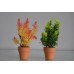 2 x Small Potted plants Yellow & Green in Ceramic Pot 15 x 5 x 5 cms