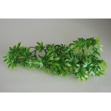 Medium Cannabis Plant approx 38 cms Long