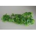 Small Cannabis Plant approx 28 cms Long