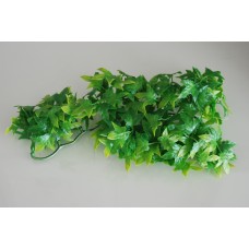 Small Congo Ivy Plant approx 28 cms Long