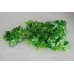 Small Congo Ivy Plant approx 28 cms Long