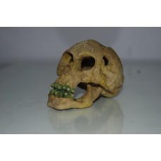 Small Human Skull Decoration 11 x 7 x 11.5 cms