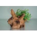 Small Driftwood Root & Plant 10 x 9 x 11 cms