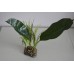 Terrarium Large Evergreen Canopy Plant 11 x 8 x 30 cms