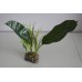Terrarium Large Evergreen Canopy Plant 11 x 8 x 30 cms