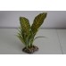 Terrarium Large Tropical Canopy Plant 11 x 8 x 30 cms
