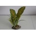 Terrarium Large Tropical Canopy Plant 11 x 8 x 30 cms