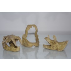 Vivarium Detailed Mini Skulls 3 Different Designs Approx Size 7 x 5 x 3 cms 1