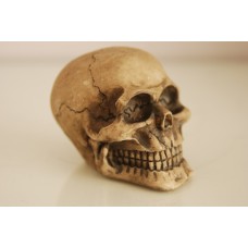 Detailed Medium Human Skull 7.5 x 6.5 x 6.5 cms