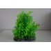 Aquarium Green Hedge Plant Small Leaf 14 x 7 x 18 cms