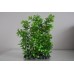 Aquarium Green Hedge Plant Small Leaf 14 x 7 x 22 cms