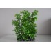 Aquarium Green Hedge Plant Small Leaf 14 x 7 x 22 cms