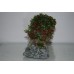 Small Bonsai Tree Green & Red 17 x 10 x 16 cms