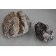 Vivarium Natural Lichen Rock