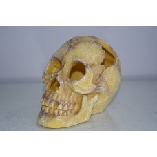 Detailed Large Old Human Skull Decoration 16 x 11 x 12 cms