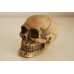 Small Detailed Human Skull Ornament 6.5 x 5 x 5 cms